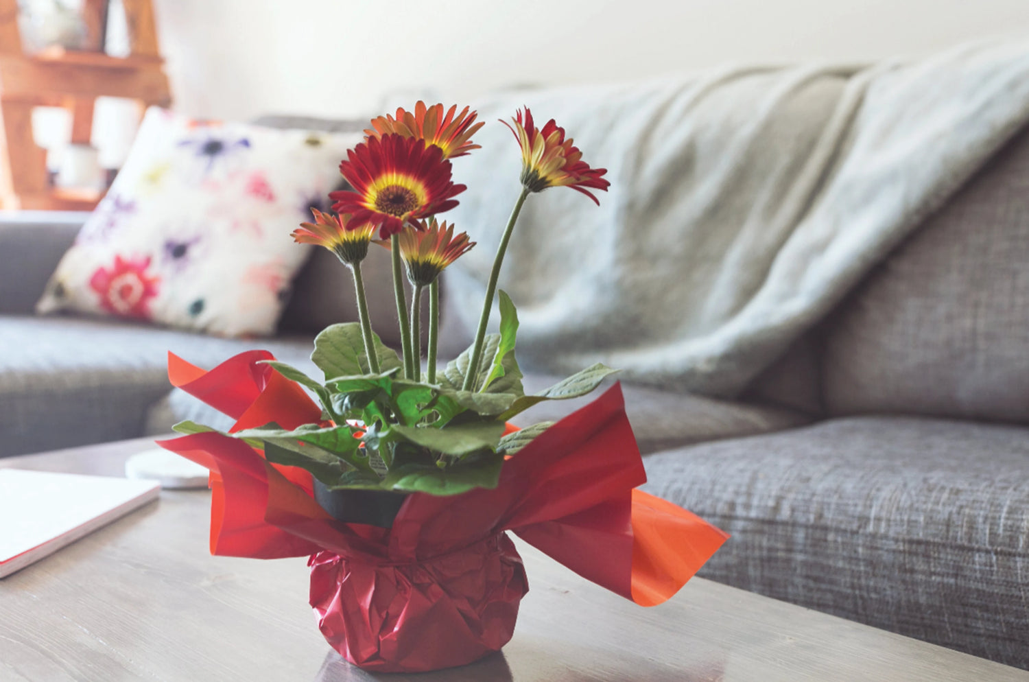 red-and-yellow-daisies